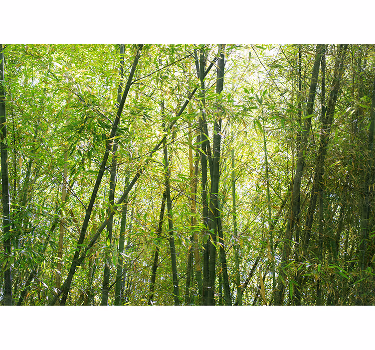 Wall mural bamboo vibrant bamboo grove - TenStickers