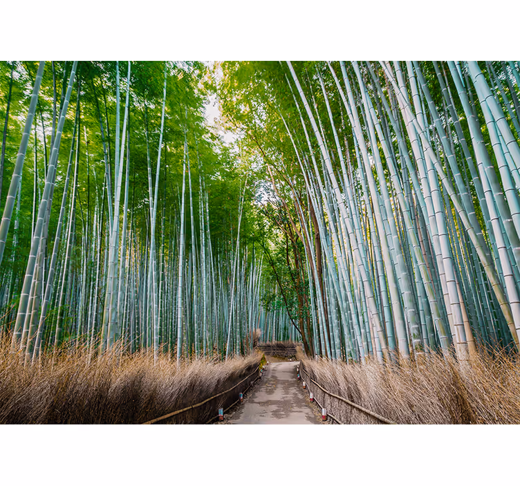 Wall mural bamboo bamboo forest path - TenStickers