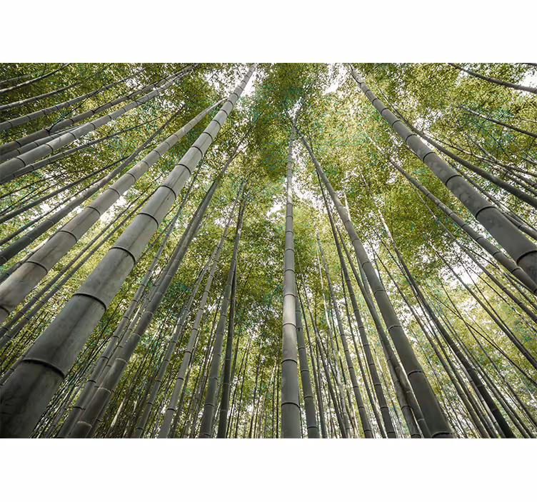 Wall mural bamboo tall bamboo forest - TenStickers