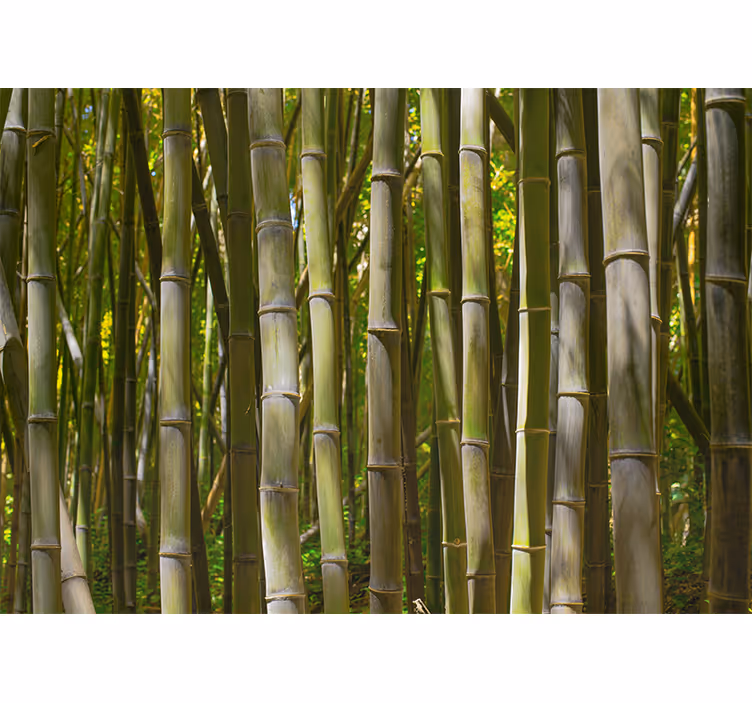 Wall mural bamboo serene bamboo grove - TenStickers
