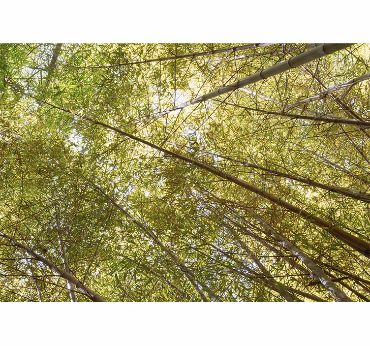 Wall mural bamboo bamboo canopy perspective - TenStickers