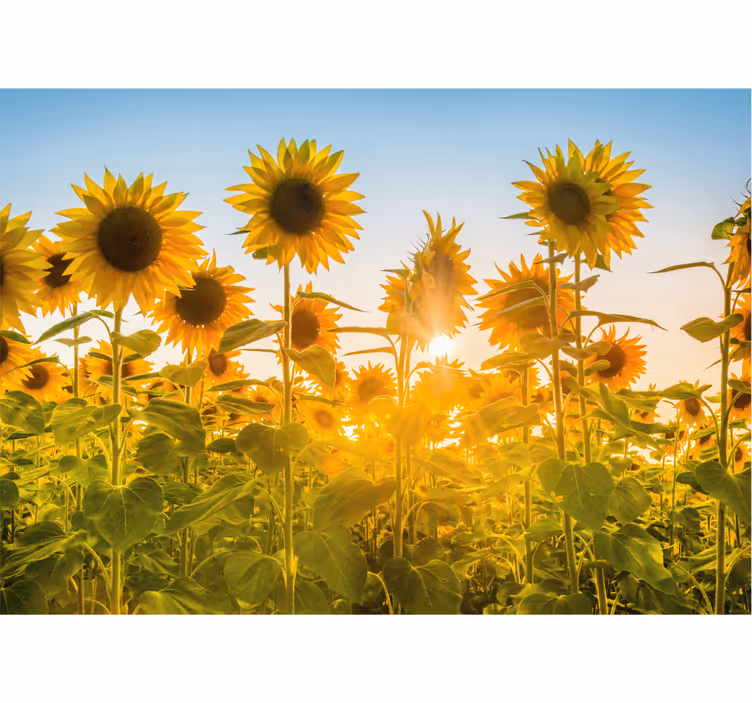 Sunflower Field Glow flowers wall mural - TenStickers