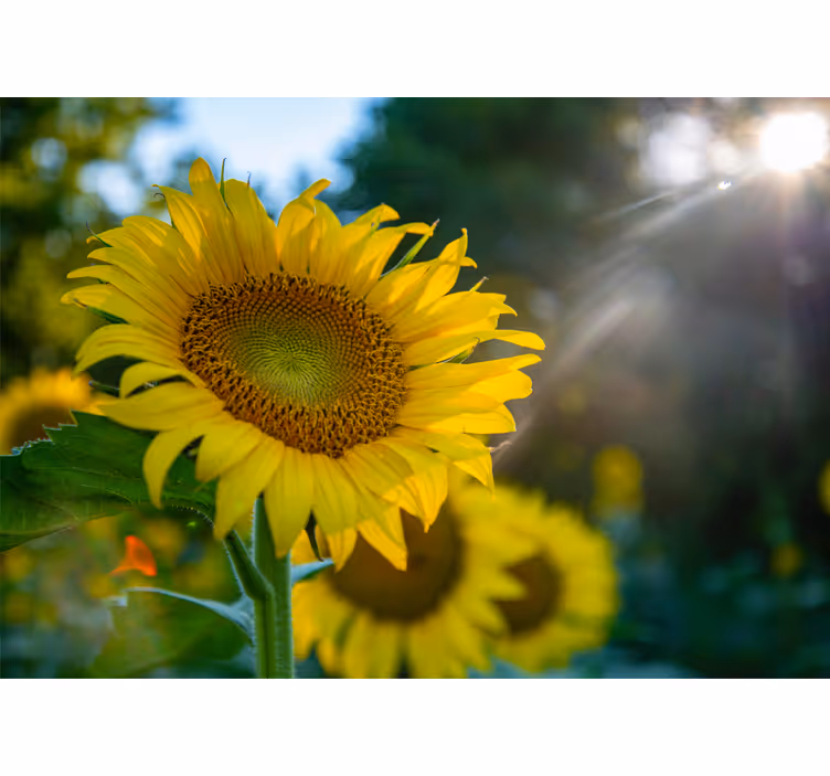 Flowers wall mural sunflower blooming bright - TenStickers