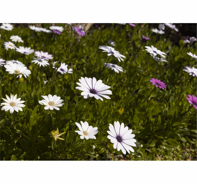 Flowers wall mural daisies and greens - TenStickers
