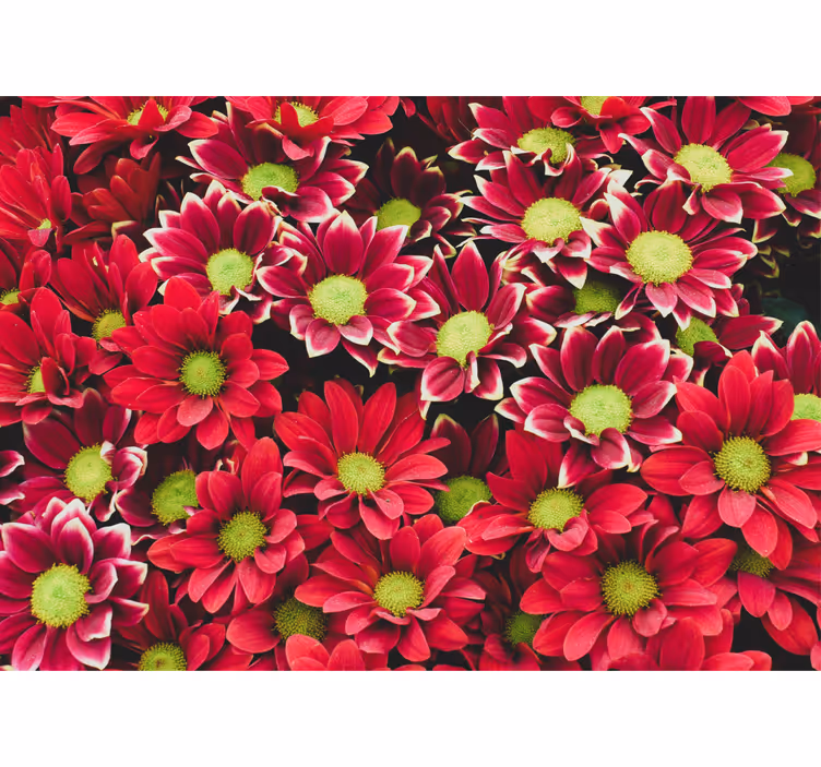 Flowers wall mural crimson blossom arrangement - TenStickers
