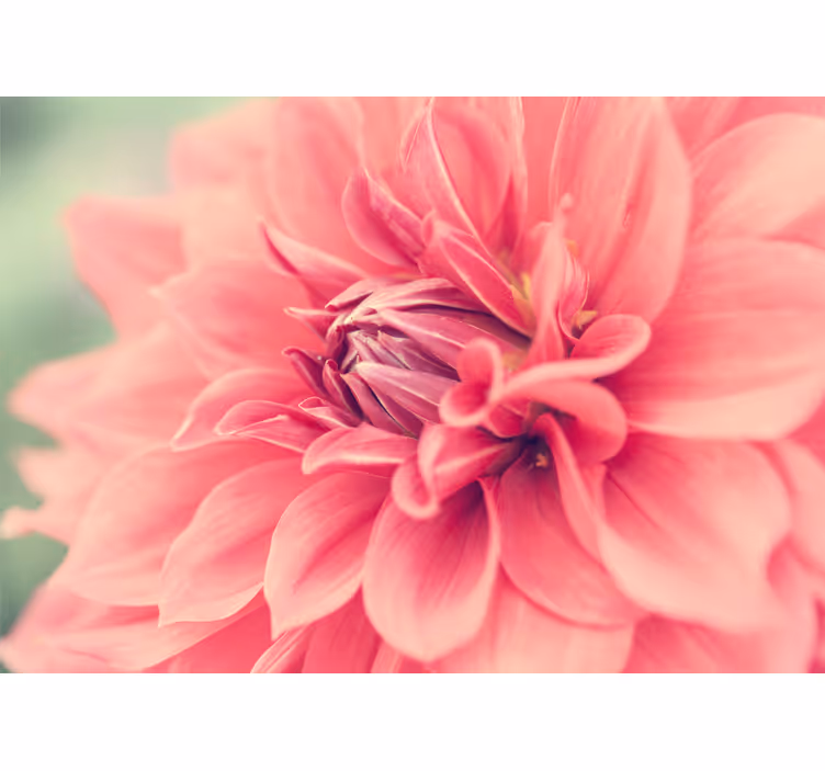 Flowers wall mural vibrant pink blossom - TenStickers