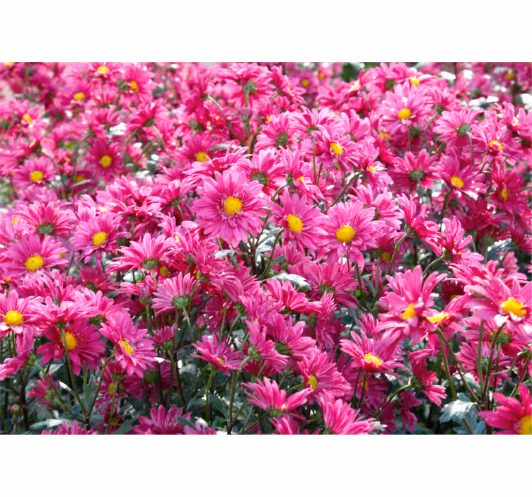 Pink floral explosion flowers wall mural - TenStickers