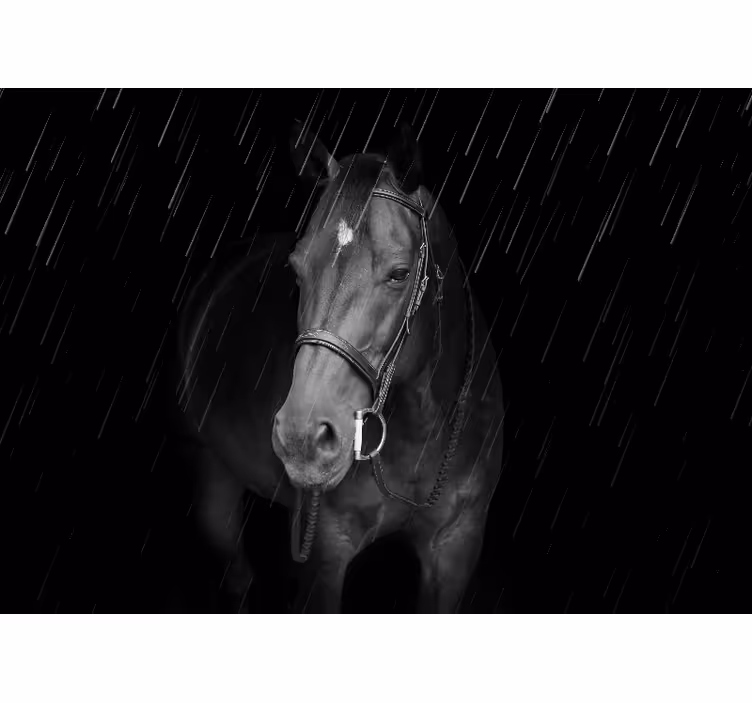 Wall mural animals regal equine portrait - TenStickers