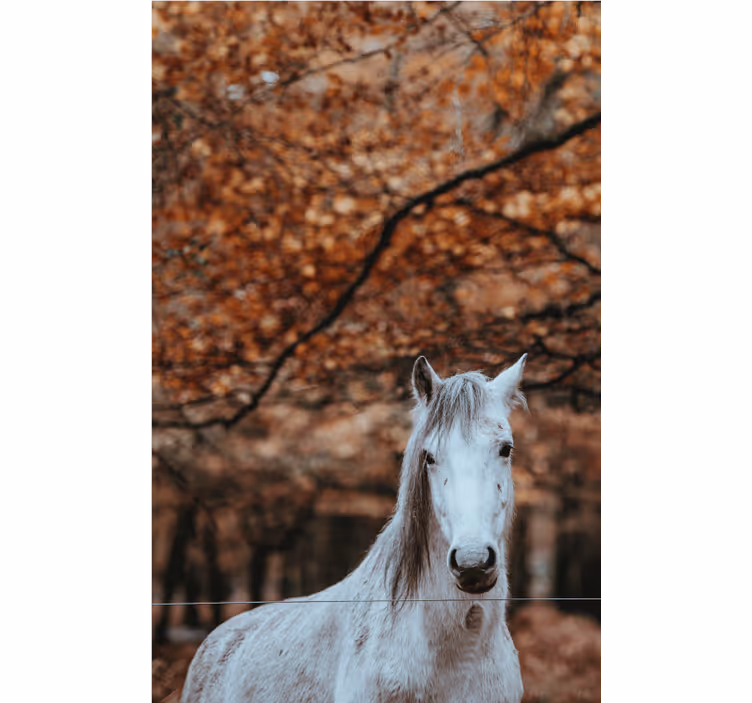 Majestic White Horse wall mural animals - TenStickers