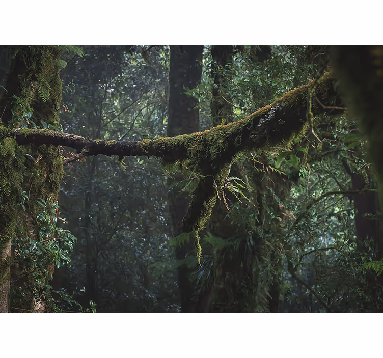 Forest wall mural lush greenery canopy - TenStickers