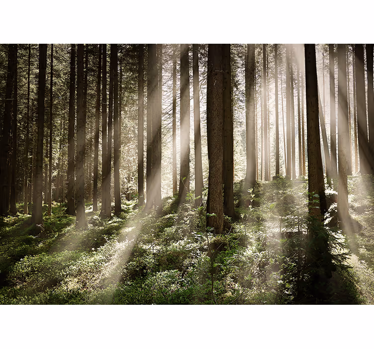 Forest wall mural luminous forest rays - TenStickers