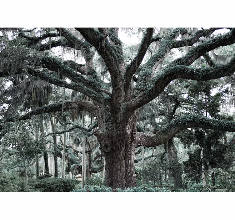 Majestic oak branches trees wall mural - TenStickers