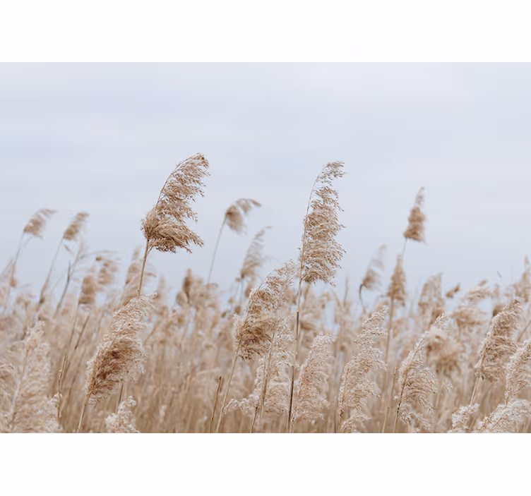 Pampas grass serenity wall mural medow - TenStickers