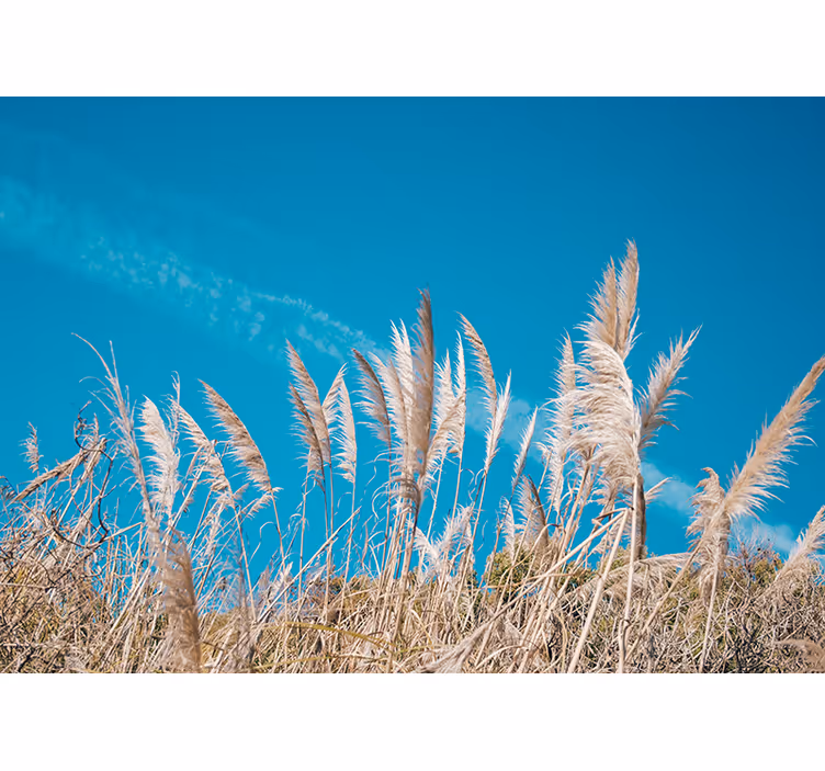Pampas grass tranquility flowers wall mural - TenStickers