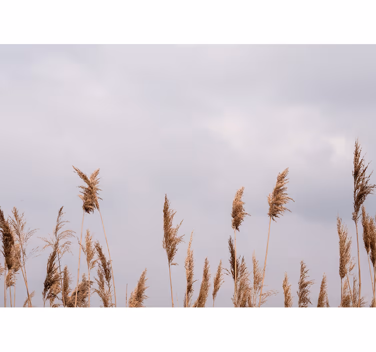 Trees wall mural tall grass silhouettes - TenStickers