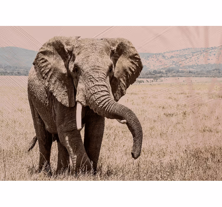 Other wall mural animals regal elephant spirit - TenStickers