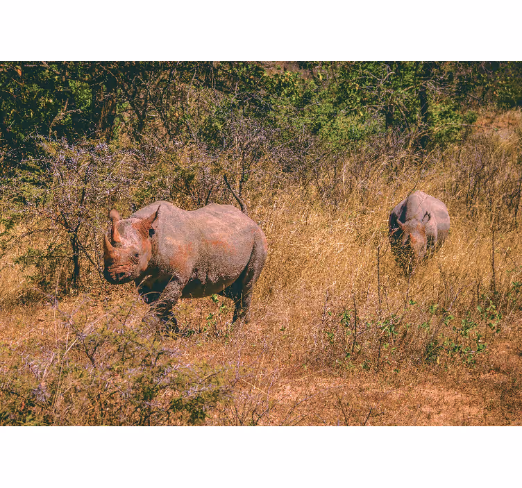 Wall mural animals rhinos in grassland - TenStickers