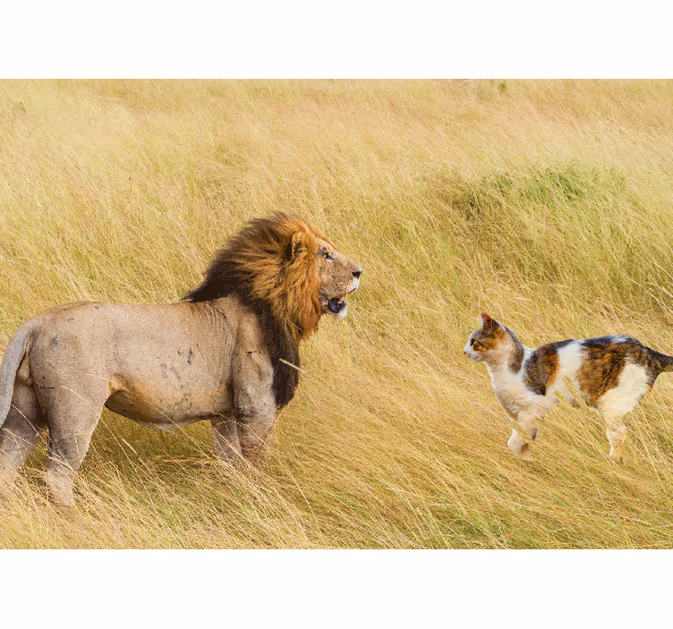 Wall mural lion lion encounter with cat - TenStickers
