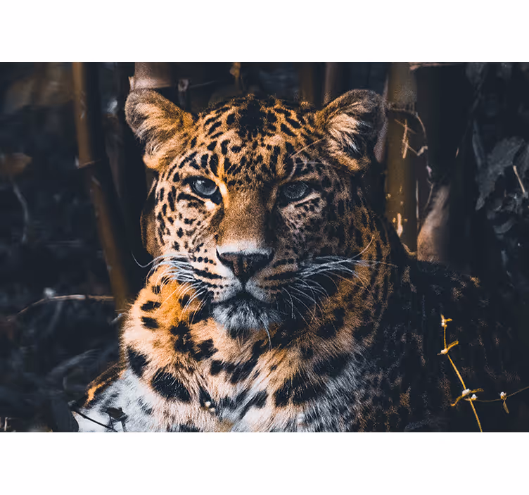 Wall mural animals majestic leopard portrait - TenStickers