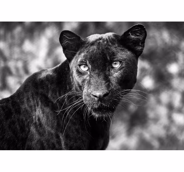 Wall mural animals black panther face - TenStickers