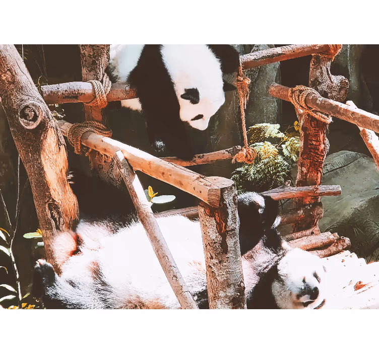Wall mural animals panda playtime scene - TenStickers