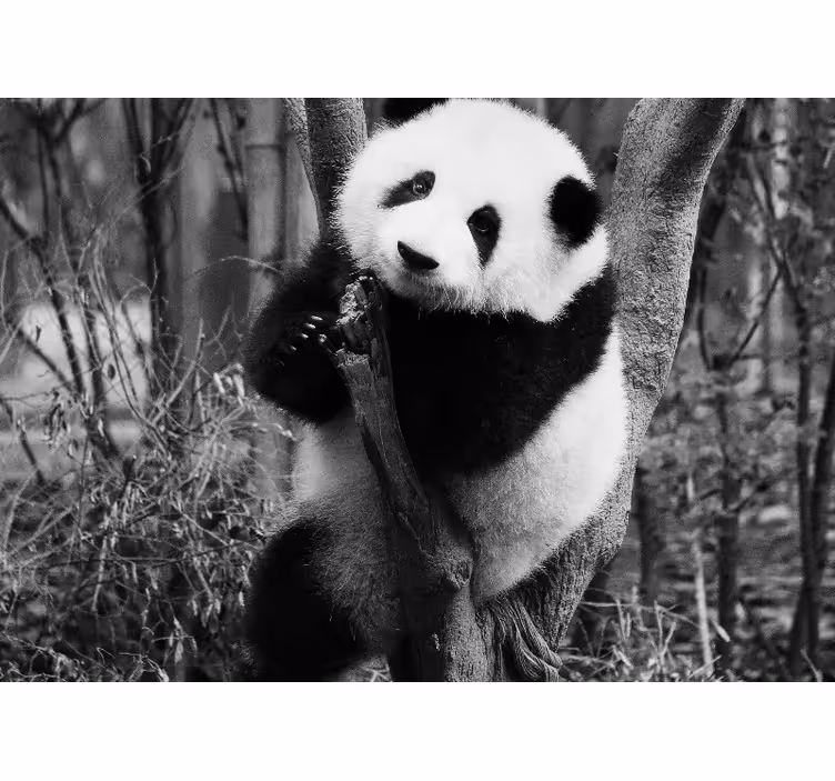 Wall mural animals panda on tree - TenStickers