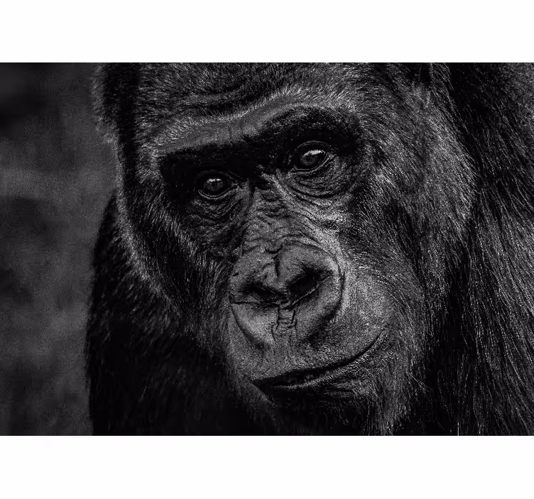 Wall mural animals gorilla close-up - TenStickers
