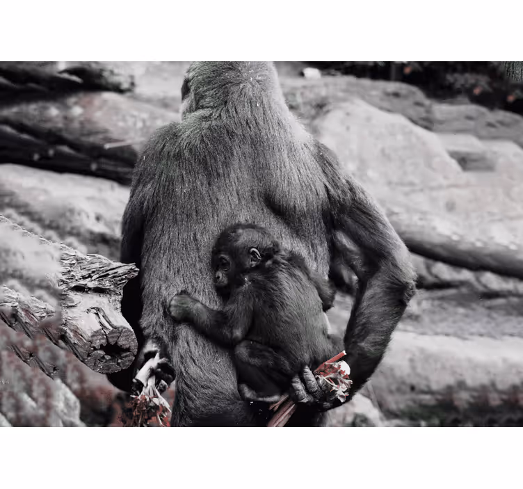 Mother and baby gorilla wall mural animals - TenStickers