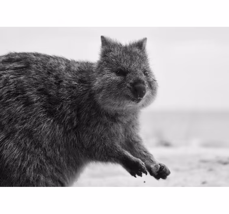 Wall mural animals close-up wombat expression - TenStickers