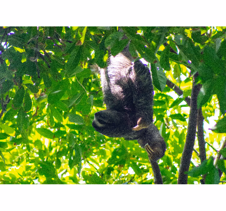 Wall mural animals sloth hanging in greenery - TenStickers