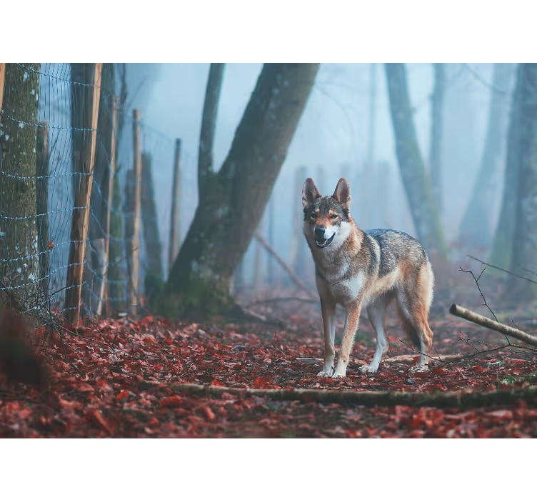 Wall mural animals wolf in misty forest - TenStickers