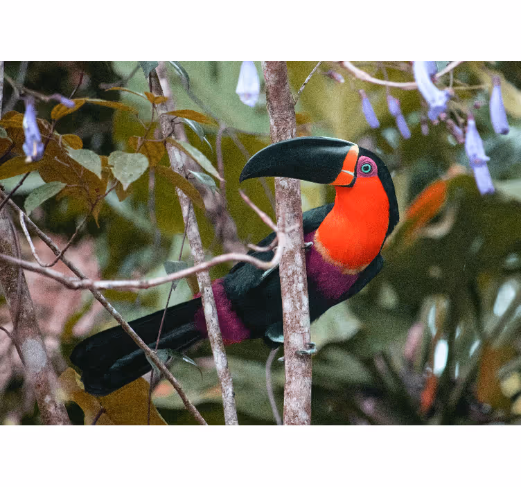 Wall mural animals colorful toucan display - TenStickers