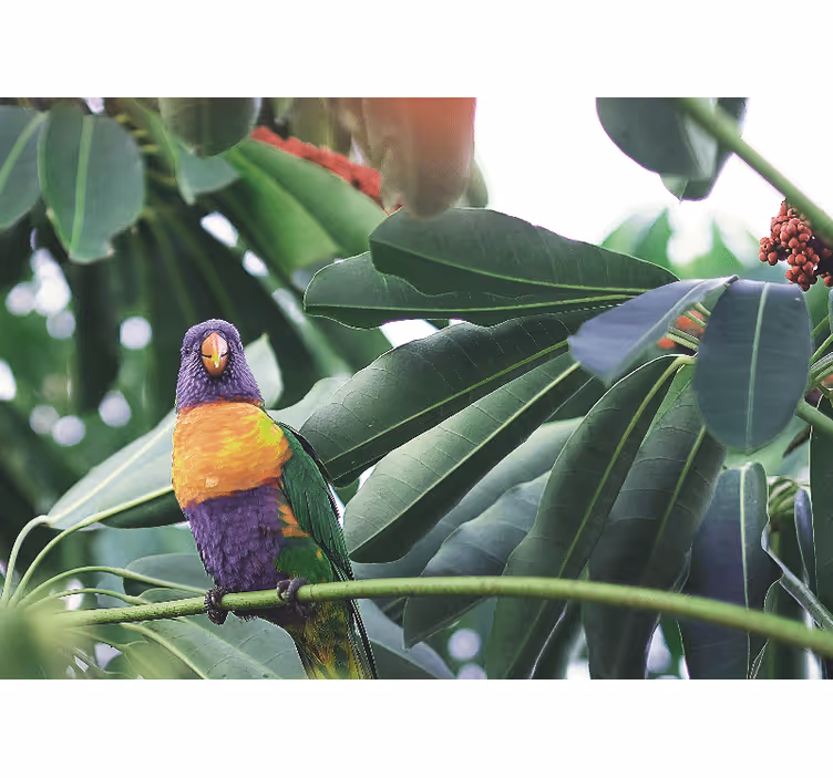 Wall mural animals colorful parrot perched - TenStickers