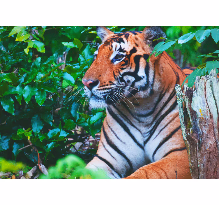 Wall mural jungle majestic tiger gaze - TenStickers