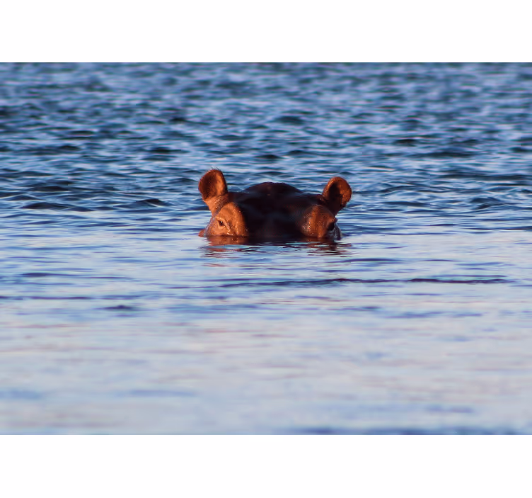 Wall mural animals hippo swimming calmly - TenStickers