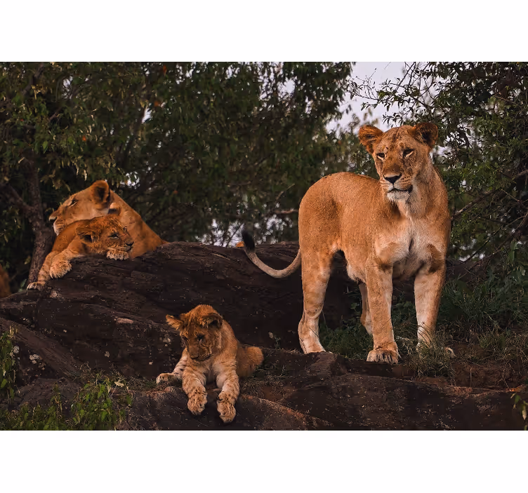 Female pride family wall mural lion - TenStickers