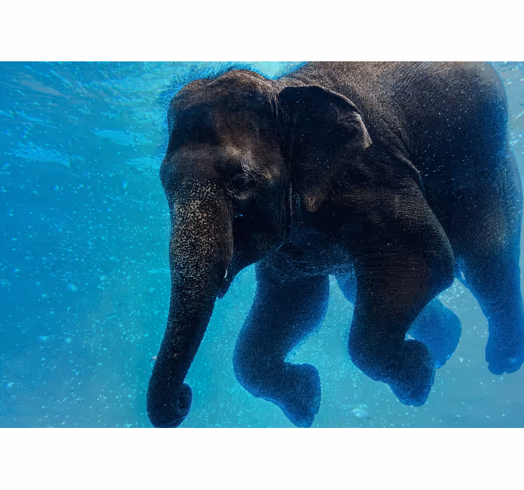 Sea wall mural underwater elephant art - TenStickers