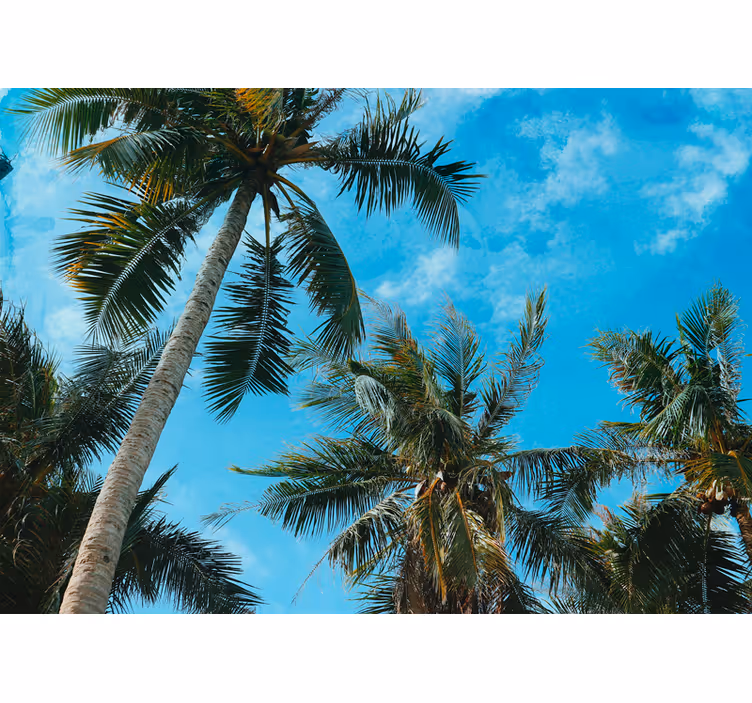 Nature wall mural palm trees against the sky - TenStickers
