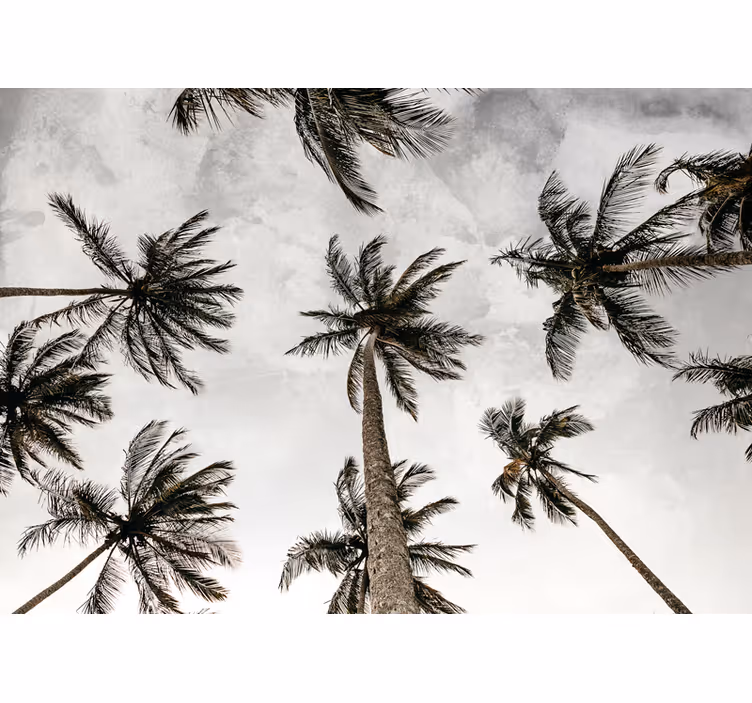 Nature wall mural palm tree canopy - TenStickers