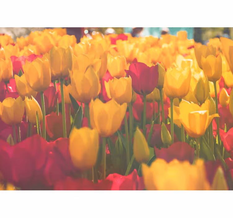 Flowers wall mural tulip blossom fields - TenStickers