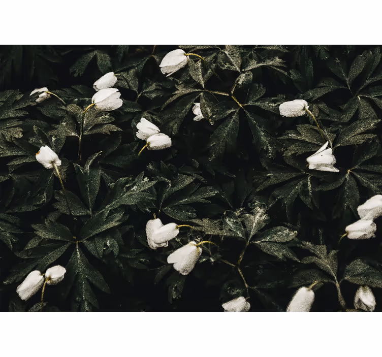 Gentle white flowers flowers wall mural - TenStickers