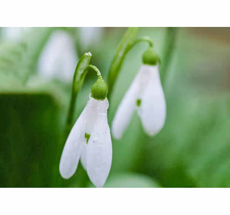 Snowdrop floral elegance flowers wall mural - TenStickers