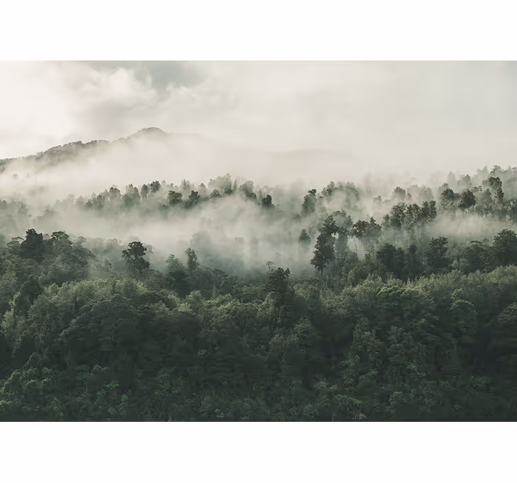 Nature wall mural misty woodland scene - TenStickers