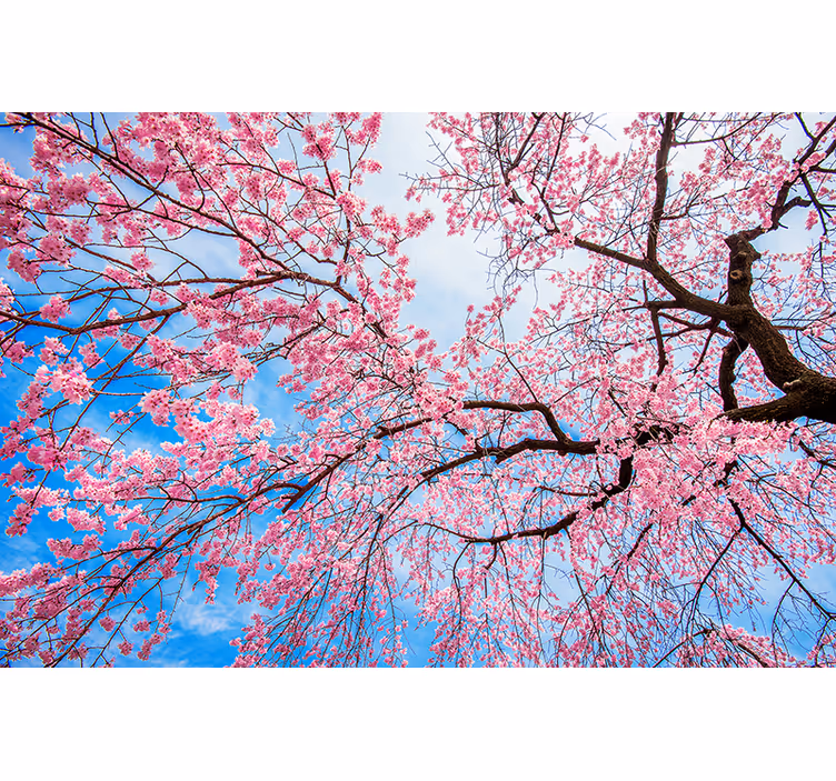 Flowers wall mural blooming cherry blossoms - TenStickers