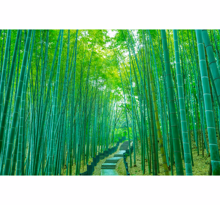 Wall mural bamboo serene bamboo path - TenStickers