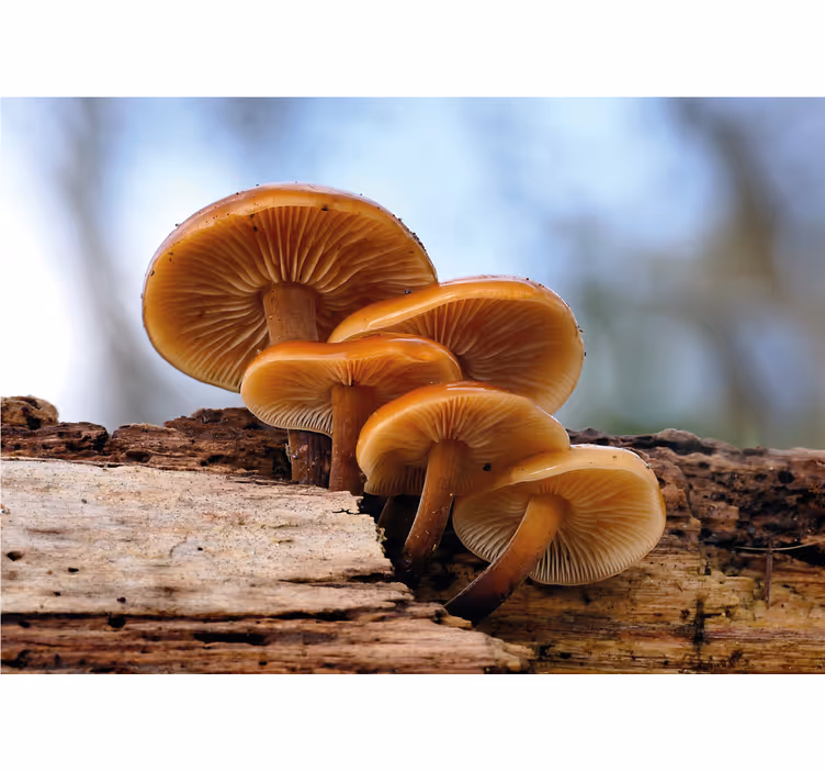 Flowers wall mural mushroom cluster design - TenStickers