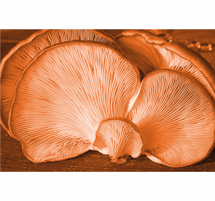 Flowers wall mural mushroom texture design - TenStickers