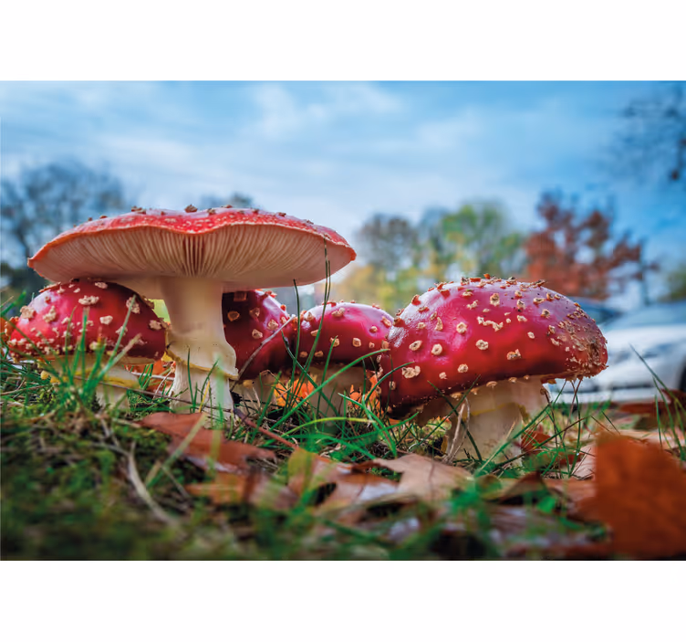 Nature wall mural red mushroom cluster - TenStickers