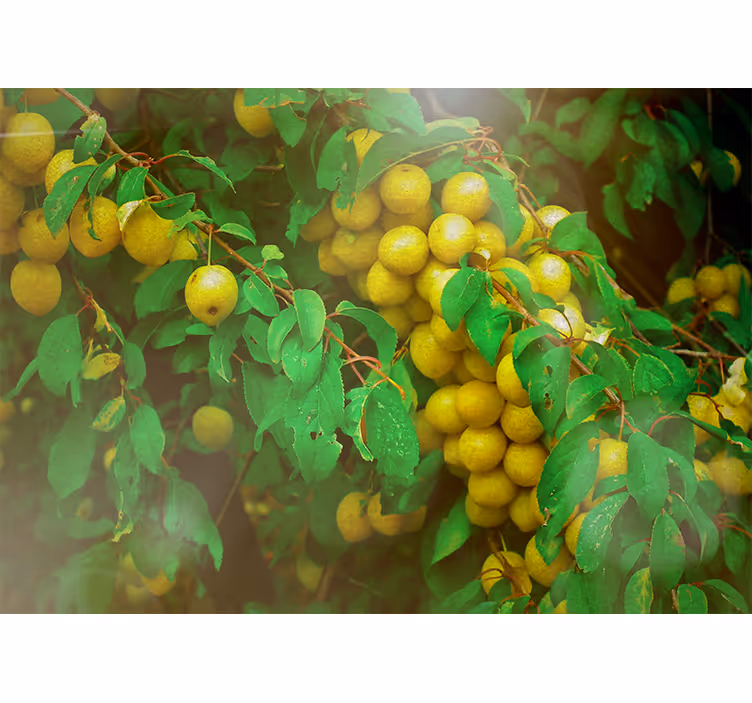 Flowers wall mural lush greenery and fruits - TenStickers