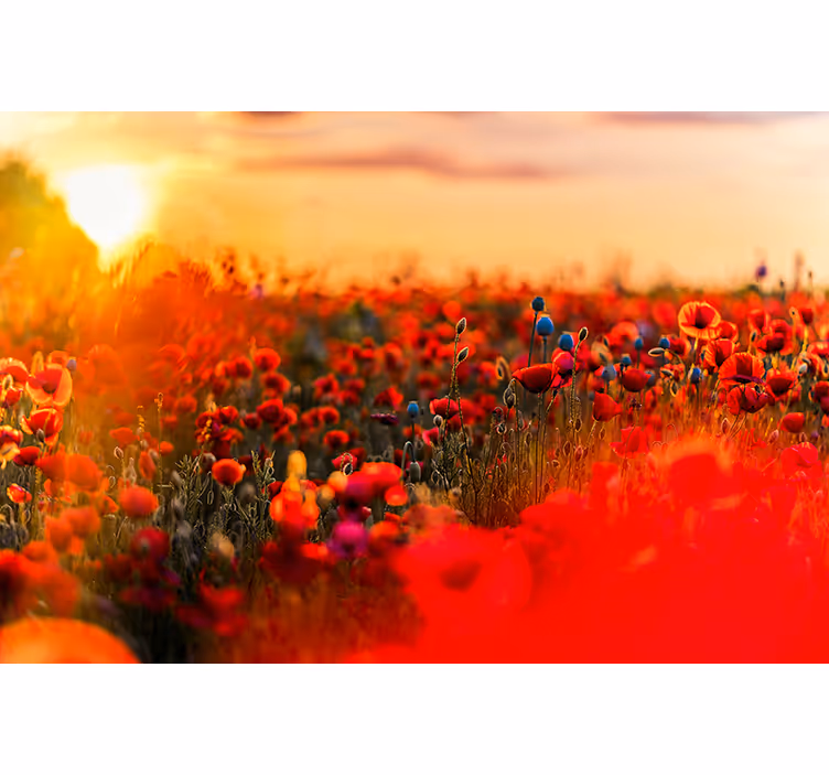 Spring field in sunset poppy wall mural - TenStickers